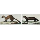 After Peter Paillou (1720-1790), two hand coloured 18th century engravings, 'The Polecat',