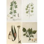 A set of four 19th century hand coloured botanical engravings: 'Arachis Hypogaia', 'Physalis