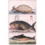 Natural history interest: a hand coloured engraving depicting a narwhal, whale and dolphin, 15x10cm