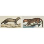 After Peter Mazell (Irish 1733-1808), two hand coloured 18th century engravings, 'The Otter' and one