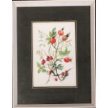 Patience Arnold (1901-1992), botanical study of rosehips, watercolour on paper, signed, 17x12cm