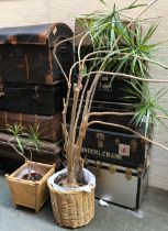 A large dragon tree houseplant in a wicker basket, approx, 6ft high; together with smaller housplant