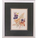 Patience Arnold (1901-1992), a small botanical study of blackberries and a fern, watercolour on