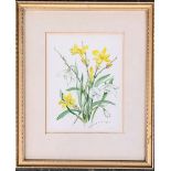 Patience Arnold (1901-1992), botanical study of daffodils, watercolour on paper, signed, 11x8.5cm