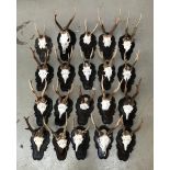 20 small antler mounts, on shaped resin shields