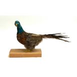 Taxidermy interest (!): a made up pheasant like bird