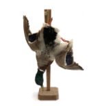 Taxidermy interest: a mallard duck, the stand 68cmH