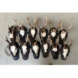 A dozen small antler mounts, on shaped resin shields (12)