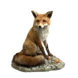 Taxidermy interest: a dog fox on naturalistic base, 56cmH