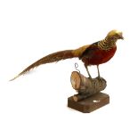 Taxidermy interest: a golden cock pheasant, mounted on a log, 40cmH