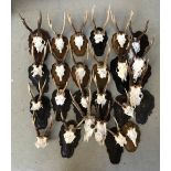 A large quantity of small antler mounts, some on shaped resin shields
