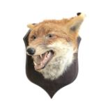 Taxidermy interest: Fox Mask, circa early 20th century, by Peter Spicer & Sons, Taxidermists,