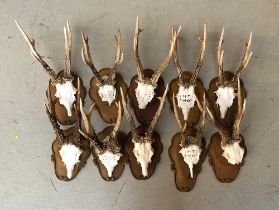 A lot of 10 small antler mounts, on shaped wooden shields