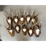 A further lot of 10 small antler mounts, on shaped wooden shields