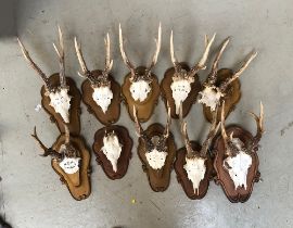 A further lot of 10 small antler mounts, on shaped wooden shields