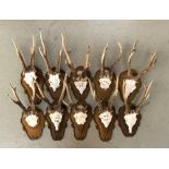 A further lot of 10 small antler mounts, on shaped wooden shields