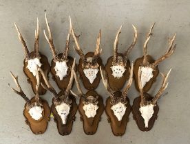 A further lot of 10 small antler mounts, on shaped wooden shields