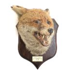 Taxidermy interest: Fox Mask, circa early 20th century, by Peter Spicer & Sons, Taxidermists,