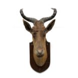 Taxidermy interest: a hartebeest shoulder mount, on a wooden shield, approx. 75cm high overall