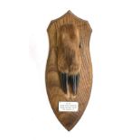 Stag hunting interest: Red deer slot mounted on wooden shield 'D.S.S.H. Found: Court Plantation