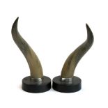 A pair of bufalo horns, mounted individually on loaded wooden plinths, 54cm high