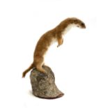 Taxidermy interest: a weasel mounted on a stump, 20cmH