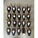 20 small antler mounts, on shaped resin shields
