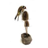 Taxidermy interest: a goldfinch mounted on two teasels, 25cmH