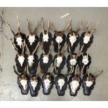 18 small antler mounts, on shaped resin shields