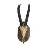 Taxidermy interest: a set of antelope horns mounted on a wooden shield, 90cm high overall