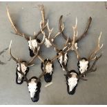 Nine various larger antler mounts, on shaped resin shields