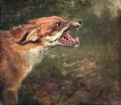 Wright Barker (1864-1941), Study of a Fox, signed and dated 'Wright Barker 1898, oil on canvas,