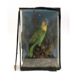 Taxidermy interest: a turquoise fronted Amazonian parrot, glazed in a naturalistic setting, the case
