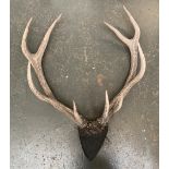 A set of red deer nine point antlers, approx. 87cm wide