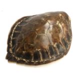 Taxidermy interest: a turtle shell, 38cmL