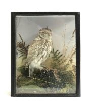 Taxidermy interest: a Little owl in naturalistic setting, in a glazed case, the case 33x27x15cm