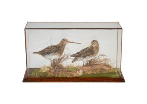 Taxidermy interest: two snipe, in a naturalistic setting within a glazed case, 51cm wide,