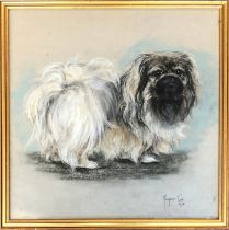 Majorie Cox, pastel study of a Pekingese, signed and dated '78, 44x44cm