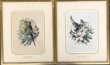 Becquet freres, a pair of 19th century ornithological colour engravings after Bouvier, 28x21cm