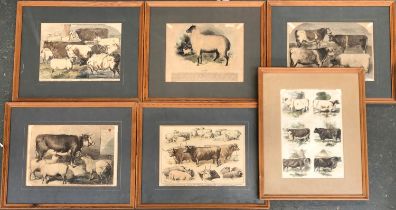 Seven various hand coloured engravings of cows and sheep, each approx. 24x34cm