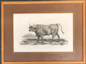 An early 19th century engraving, the white wild bull of Britain, the plate 27x41cm