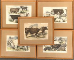 A set of eight 19th century hand coloured prints of cows, one titled 'The Royal Agricultural Show at