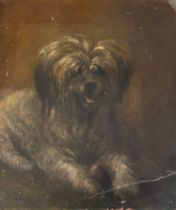 Possibly Charles Brock, study of a terrier, oil on board, 56x47cm