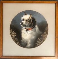 Study of a wire haired terrier, gouache on paper, in a circular mount, 28cm diameter