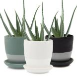 Big Byad 5" Pot and Saucer - Set of 3 (Plants not included)