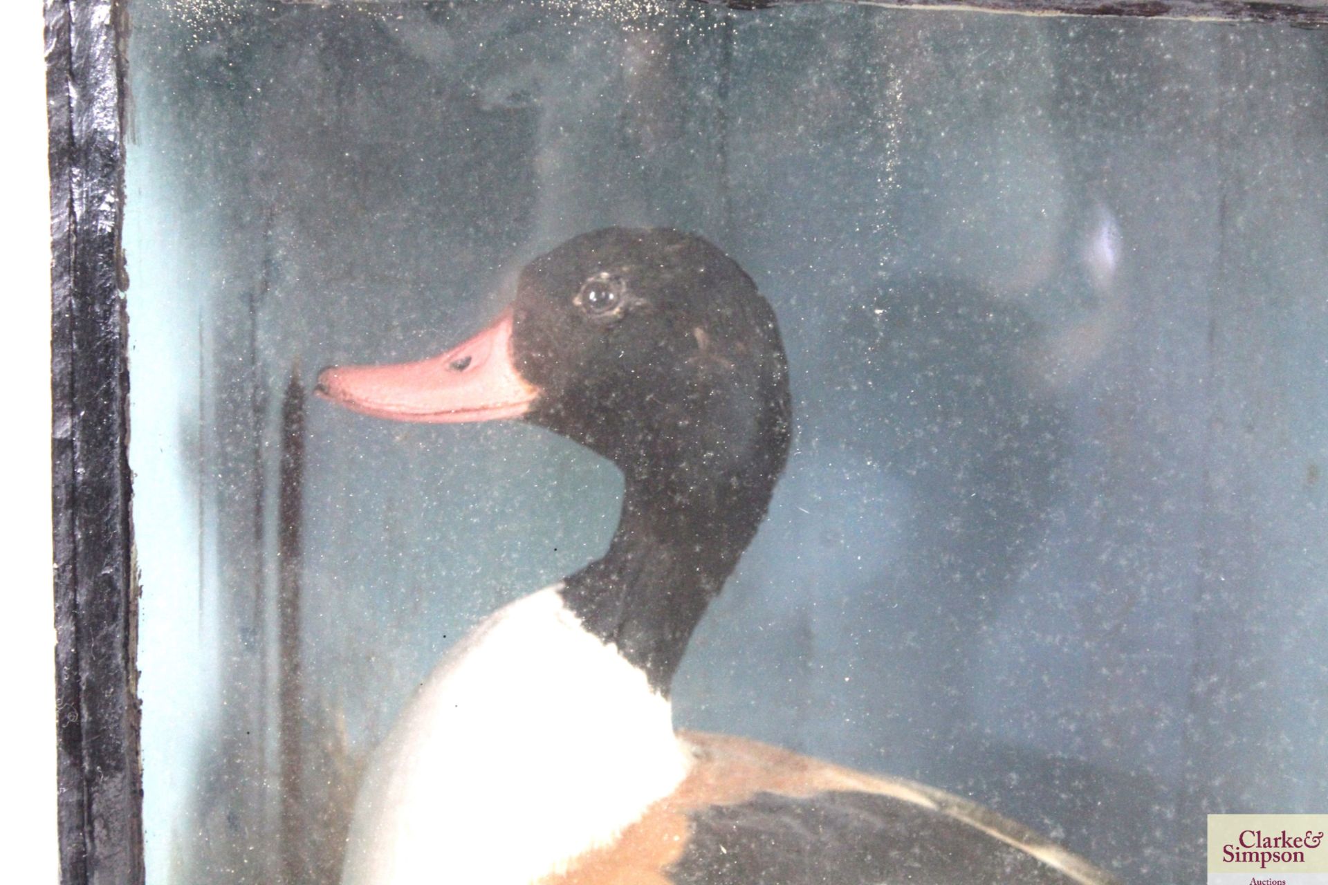 A cased taxidermy study of a Shelduck - Image 2 of 5