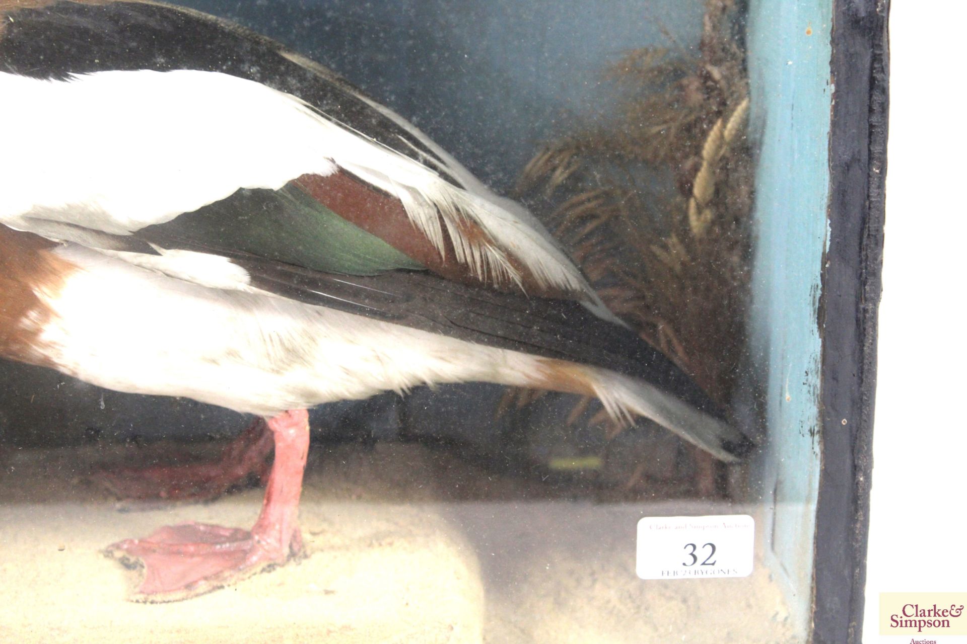 A cased taxidermy study of a Shelduck - Image 4 of 5