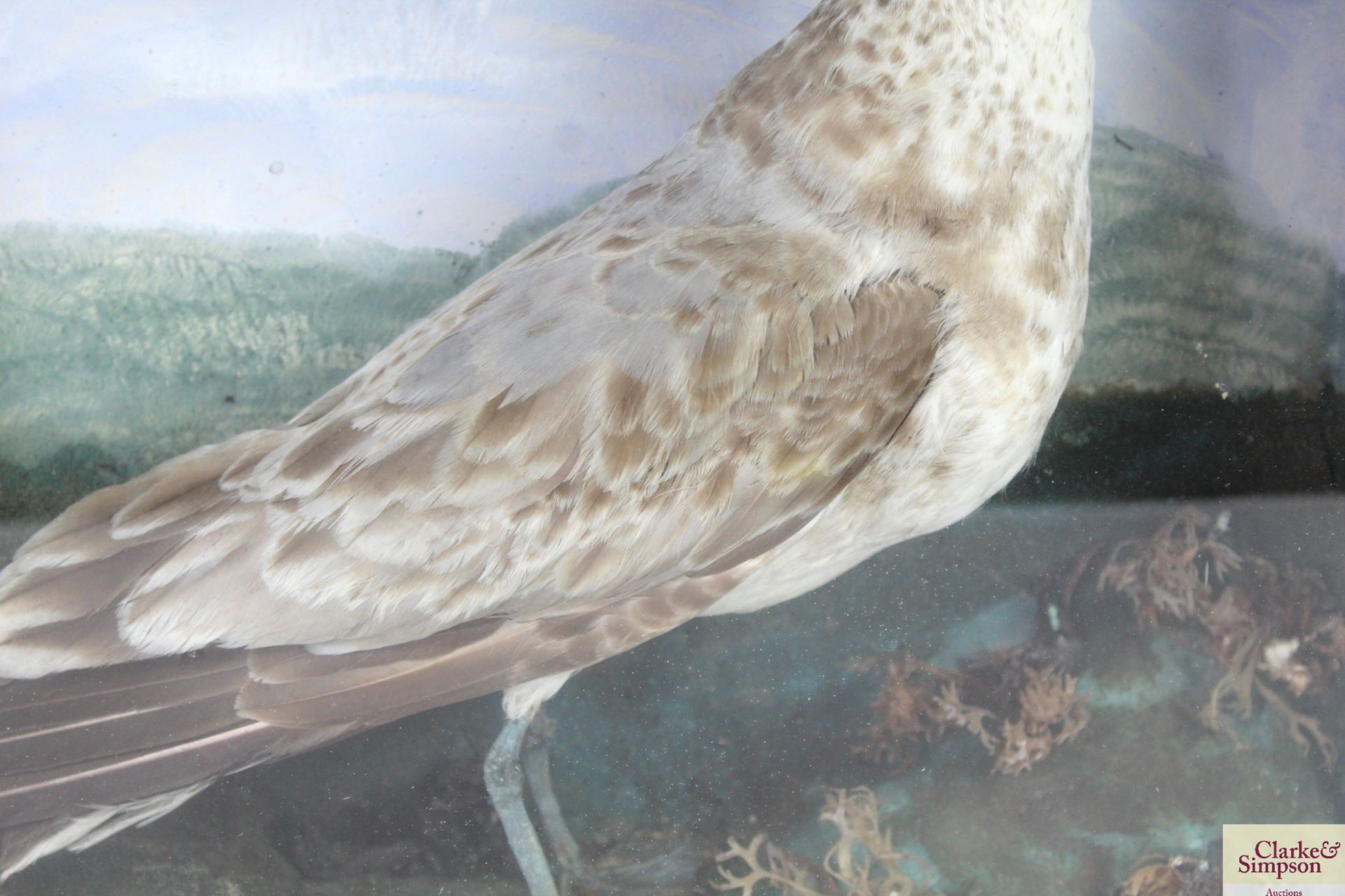 A cased taxidermy study of a seagull - Image 3 of 5