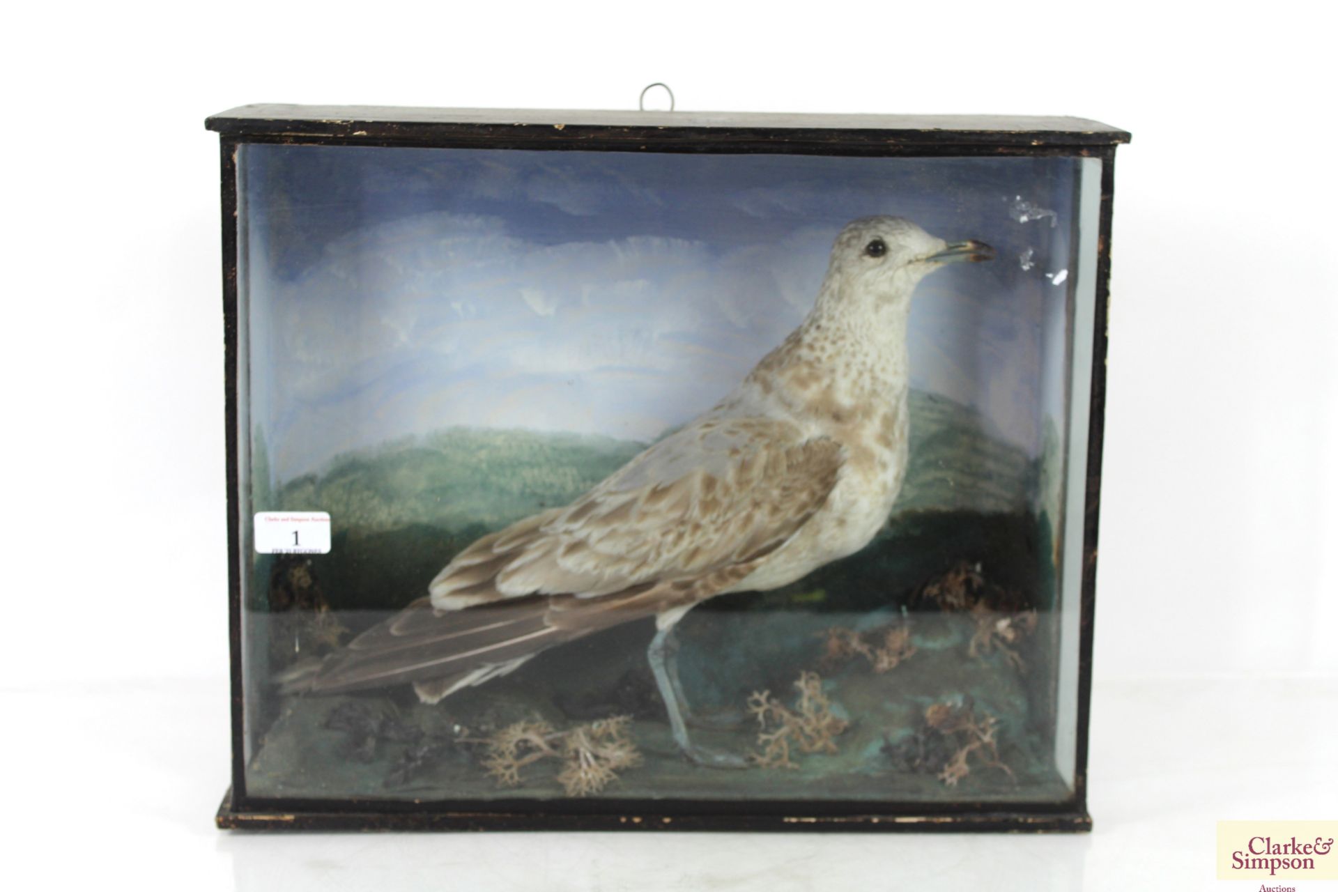 A cased taxidermy study of a seagull