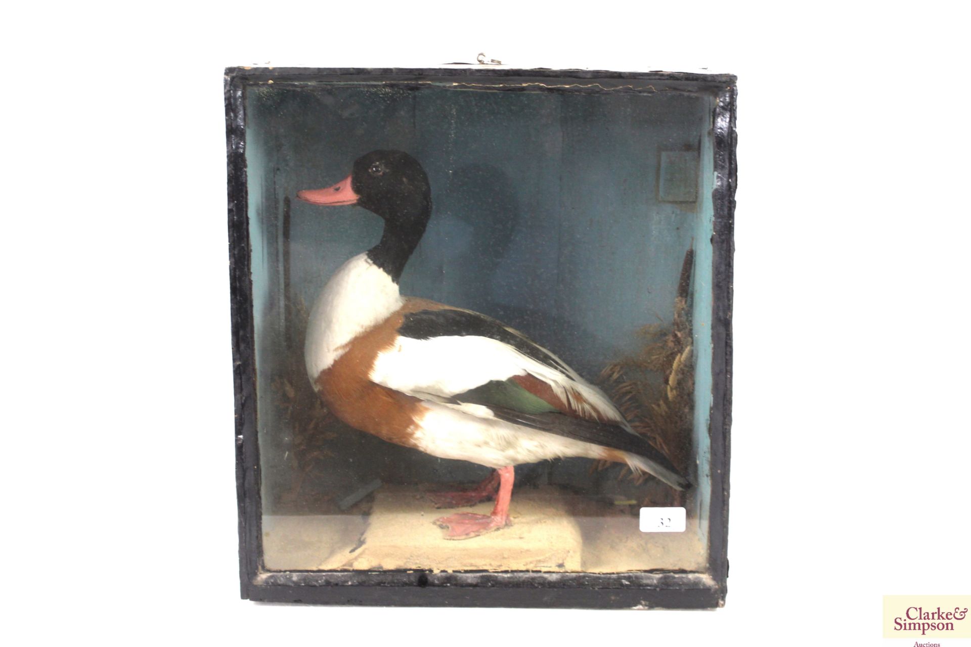 A cased taxidermy study of a Shelduck